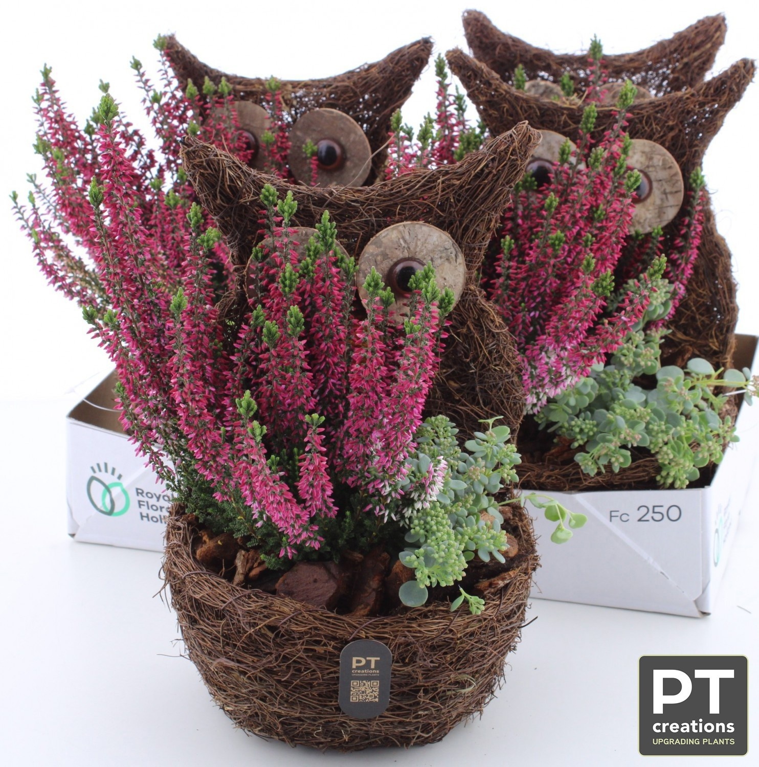 Arr Tuinplanten 19P 34cm 22bloei