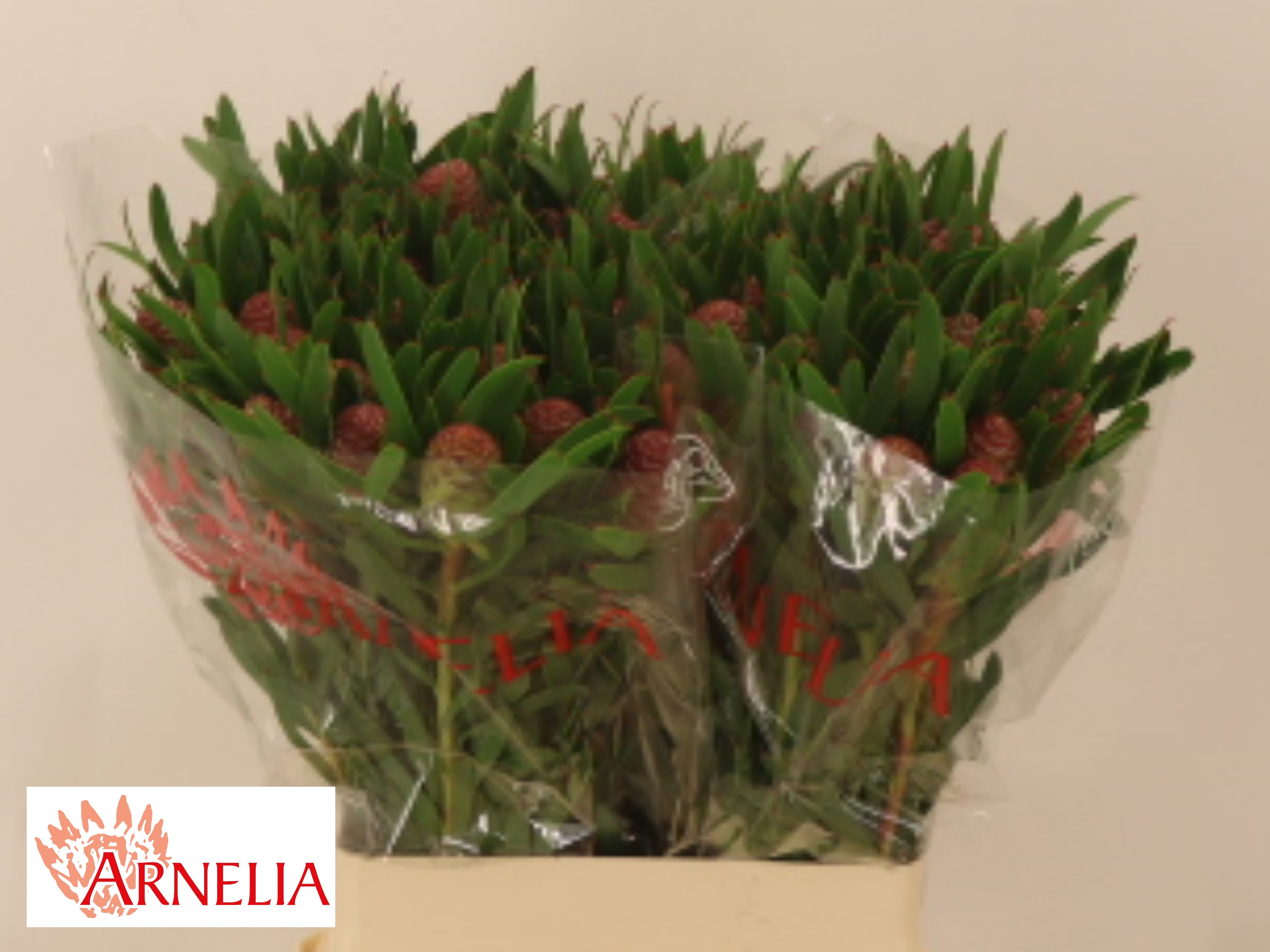 Leucadendron Blush Pearl 60cm