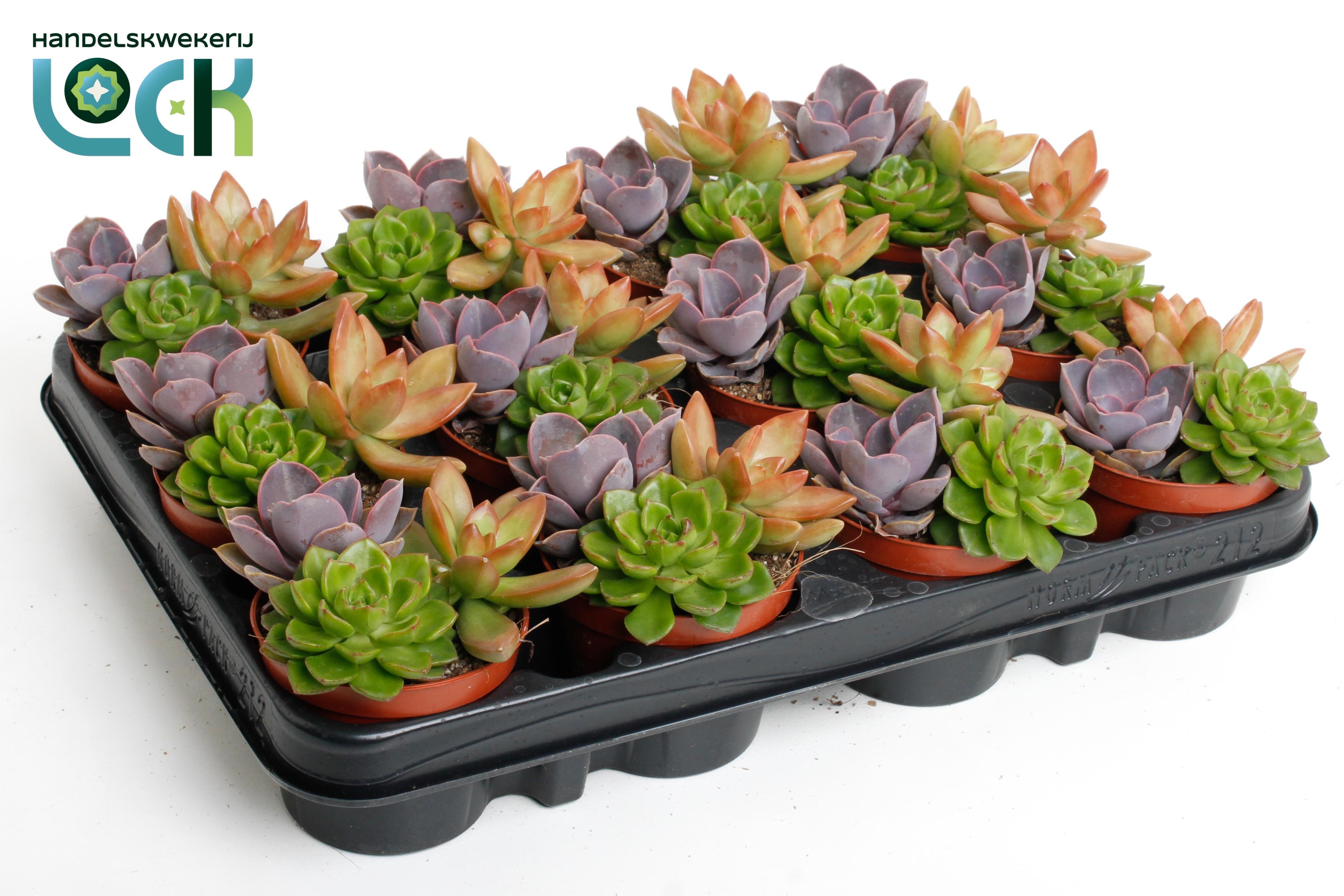 Succulenten Overig 508Ø 10cm