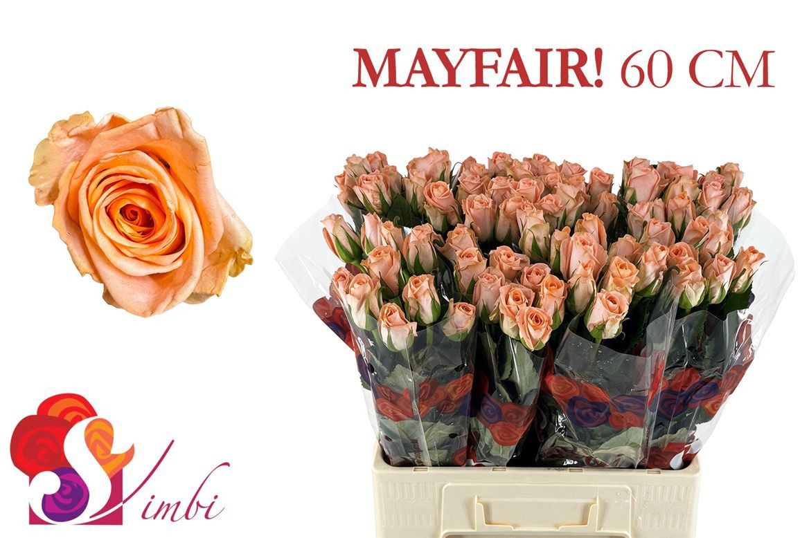 R Gr Mayfair!
