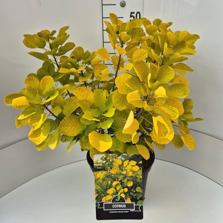 Picture of Cotinus cog. Golden Spirit P29 (10 Ltr) 60/80CM (LOOSE)