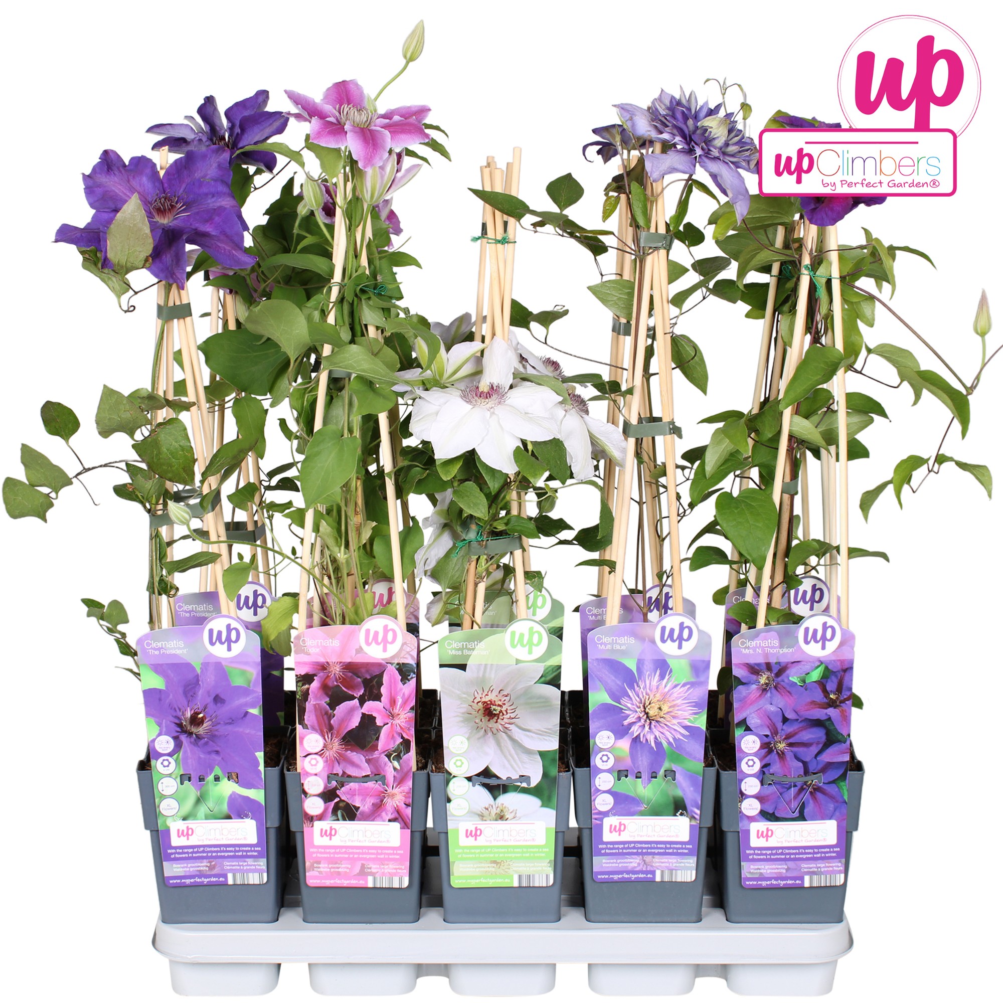 Picture of Clematis mix tray large-flowered P15