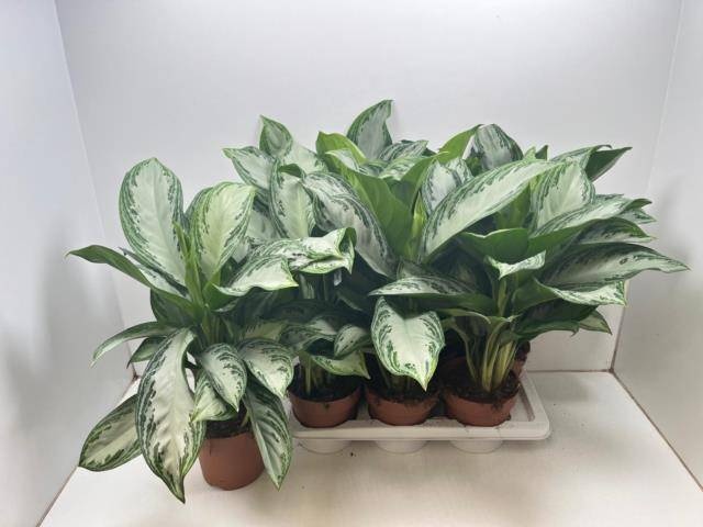Aglaonema 'Silver Bay' - Aglaonema