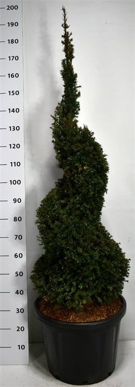 Taxus baccata | Gardenline