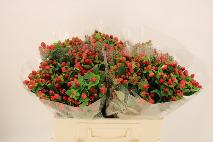 Hypericum Triumph 50cm