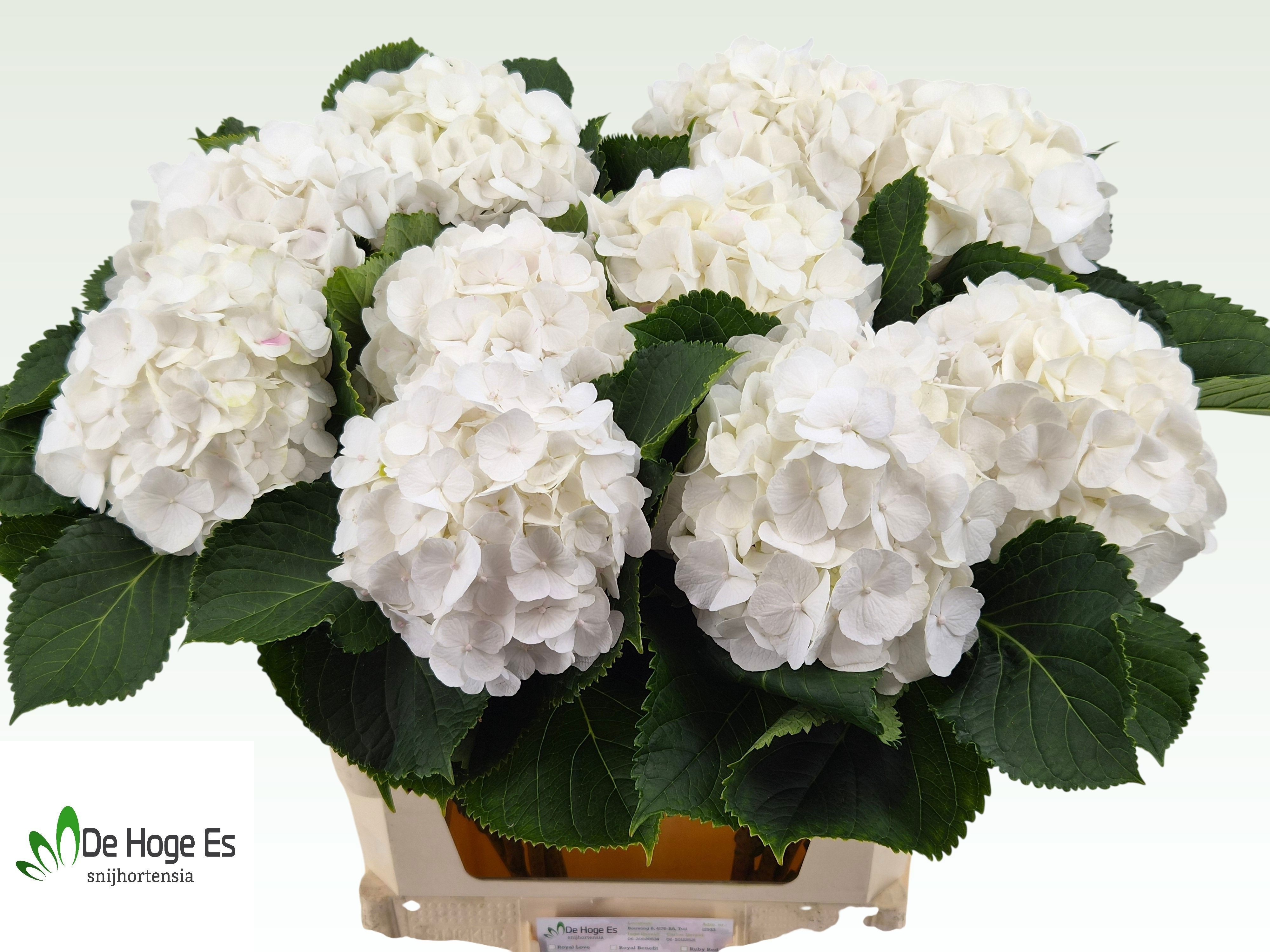 Hydrangea White Verena 80cm 20Ø