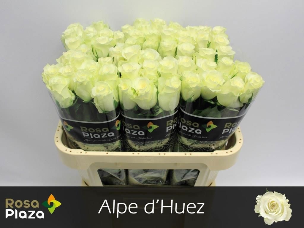 Rosa Alpe D'huez 70cm
