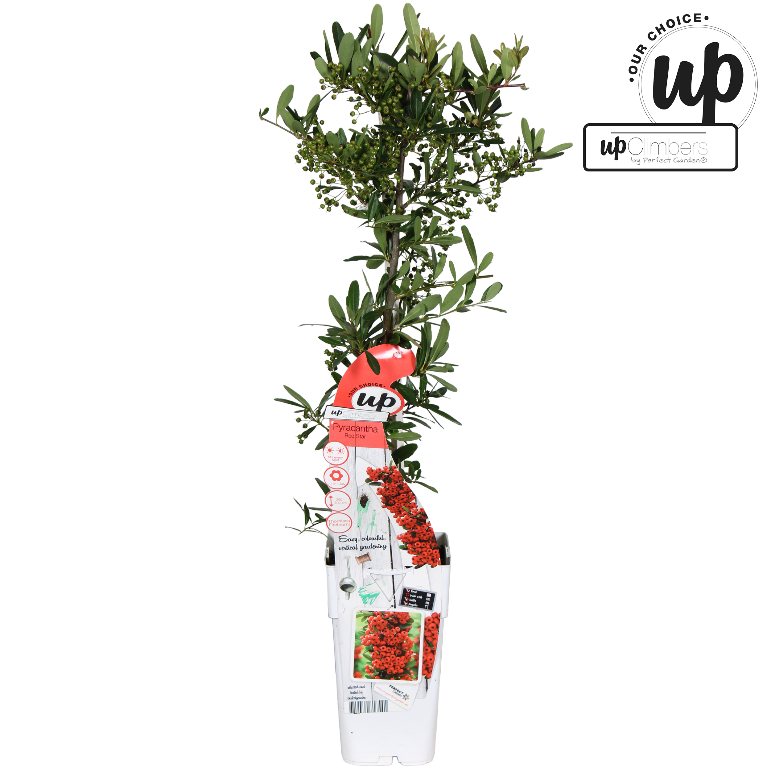 Picture of Pyracantha coccinea 'Red Star' P15