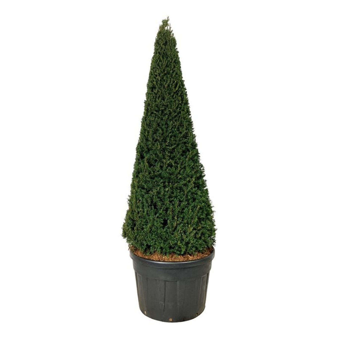 Taxus baccata