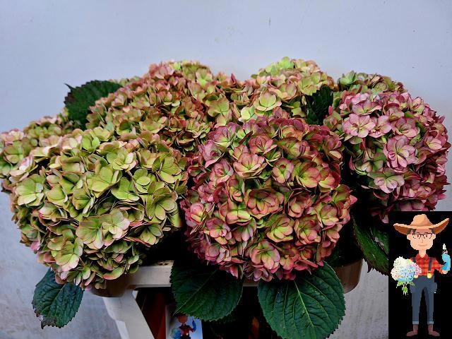 Hydrangea Adora Classic 80cm 20Ø