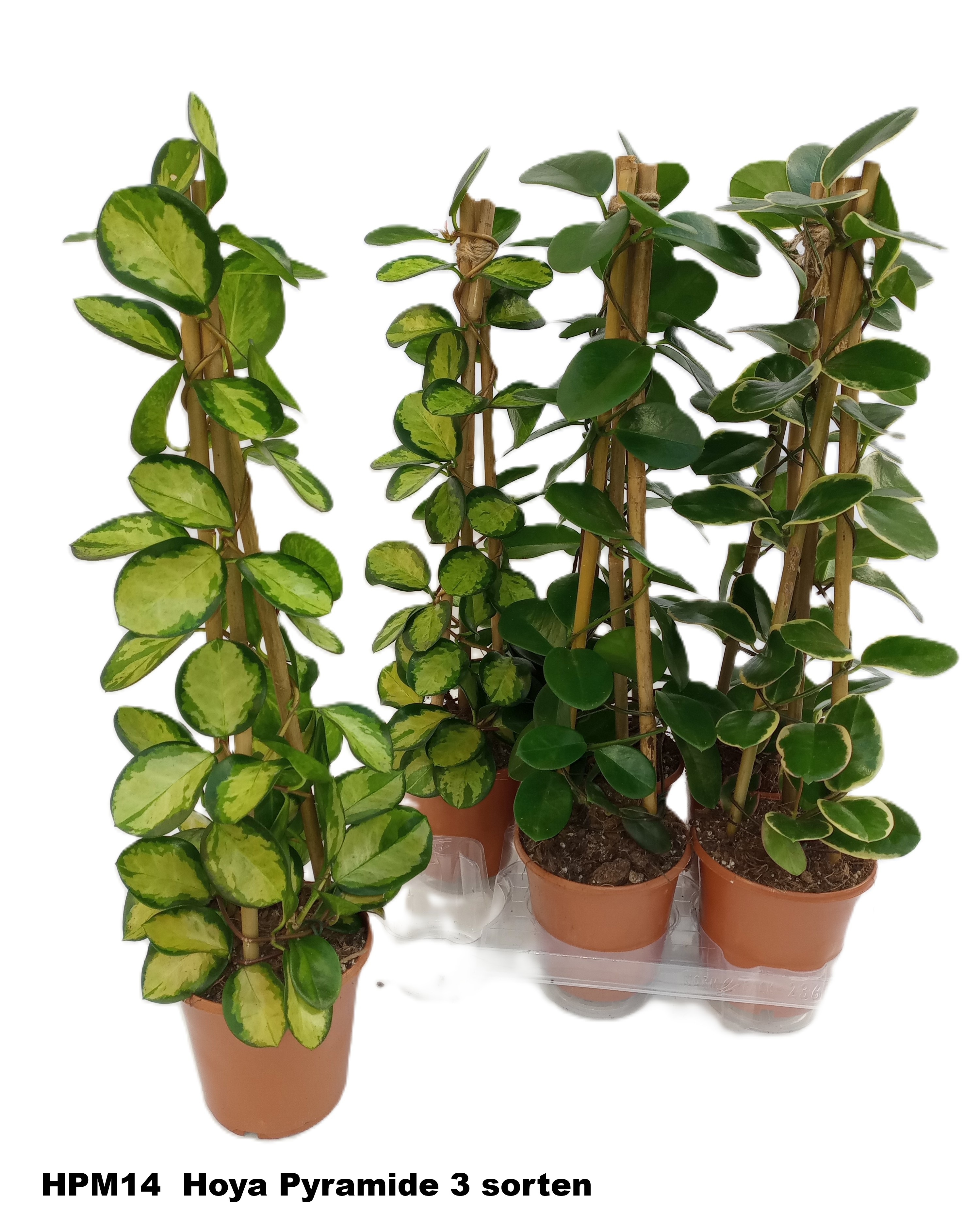 Hoya Gem 15Ø 58cm