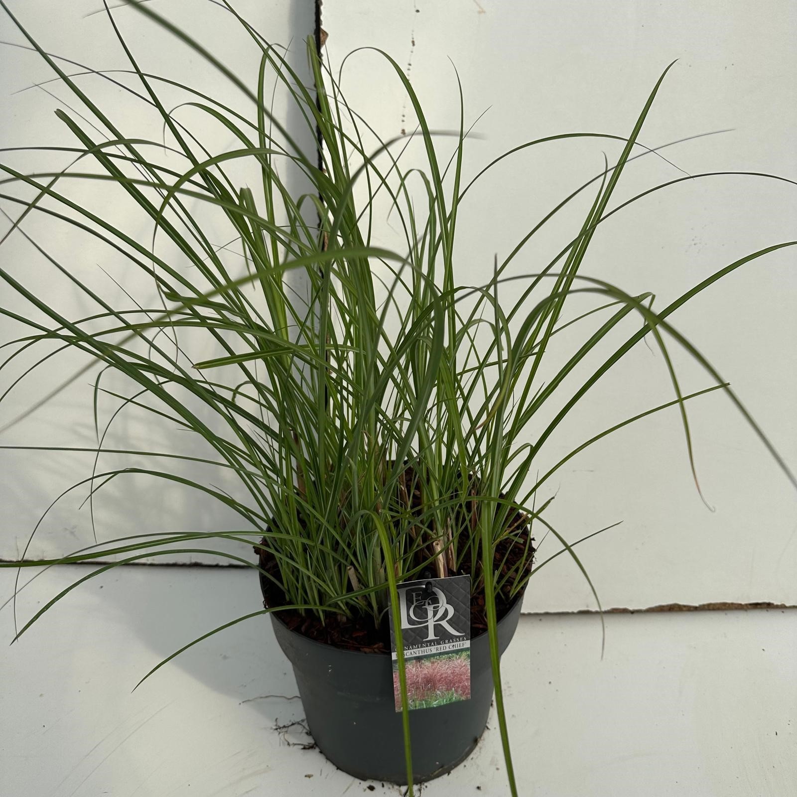 Picture of Miscanthus Red Chief P29 (10 Ltr) (LOOSE)