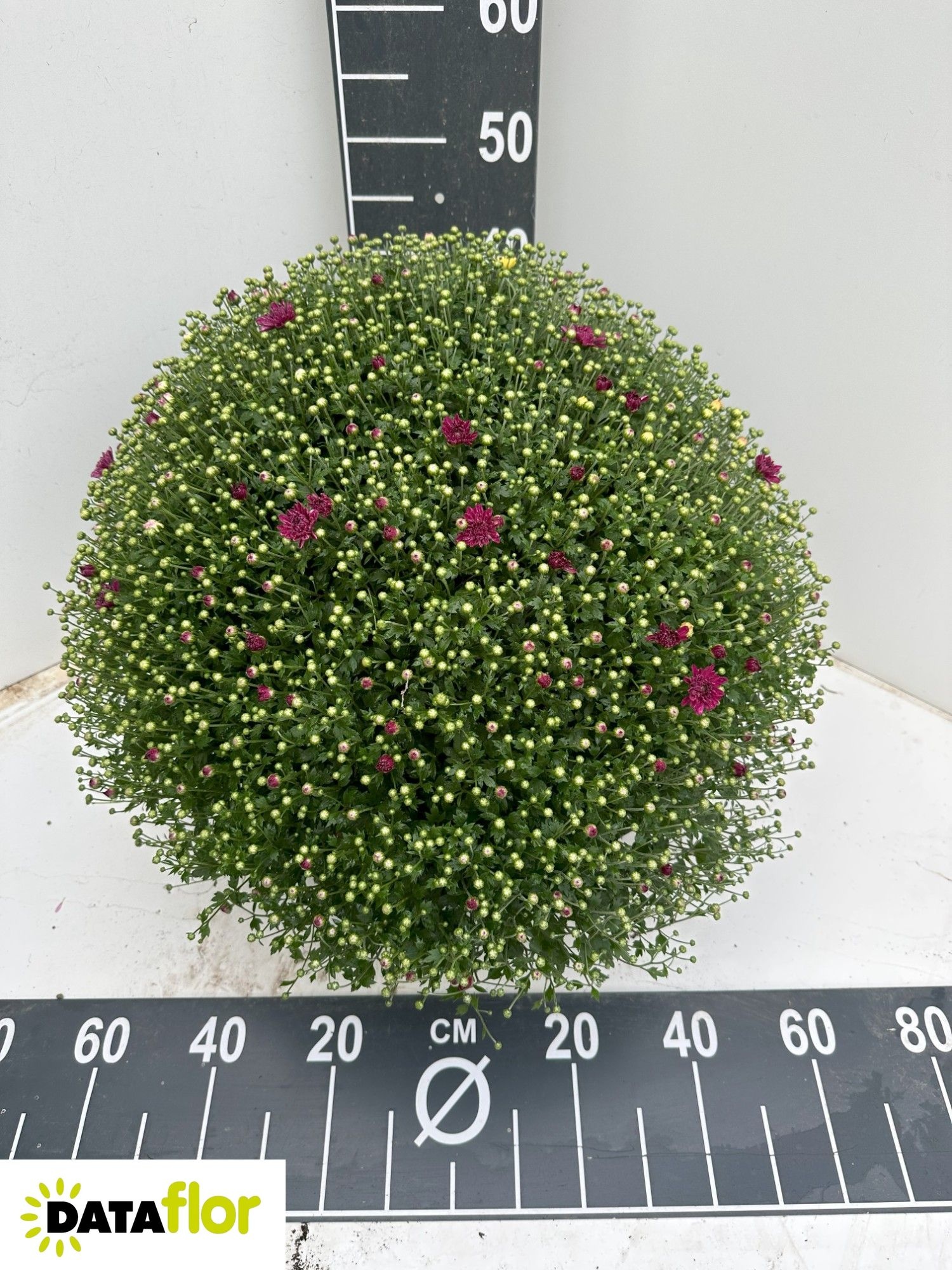 Chrys Gr Overig 19Ø 45cm