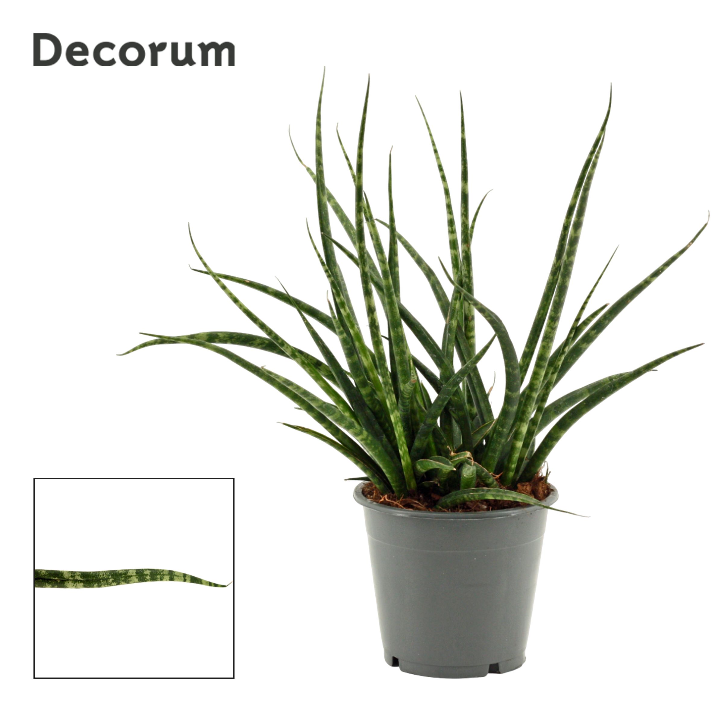 Sansevieria bacularis (Mikado) | Hamiplant
