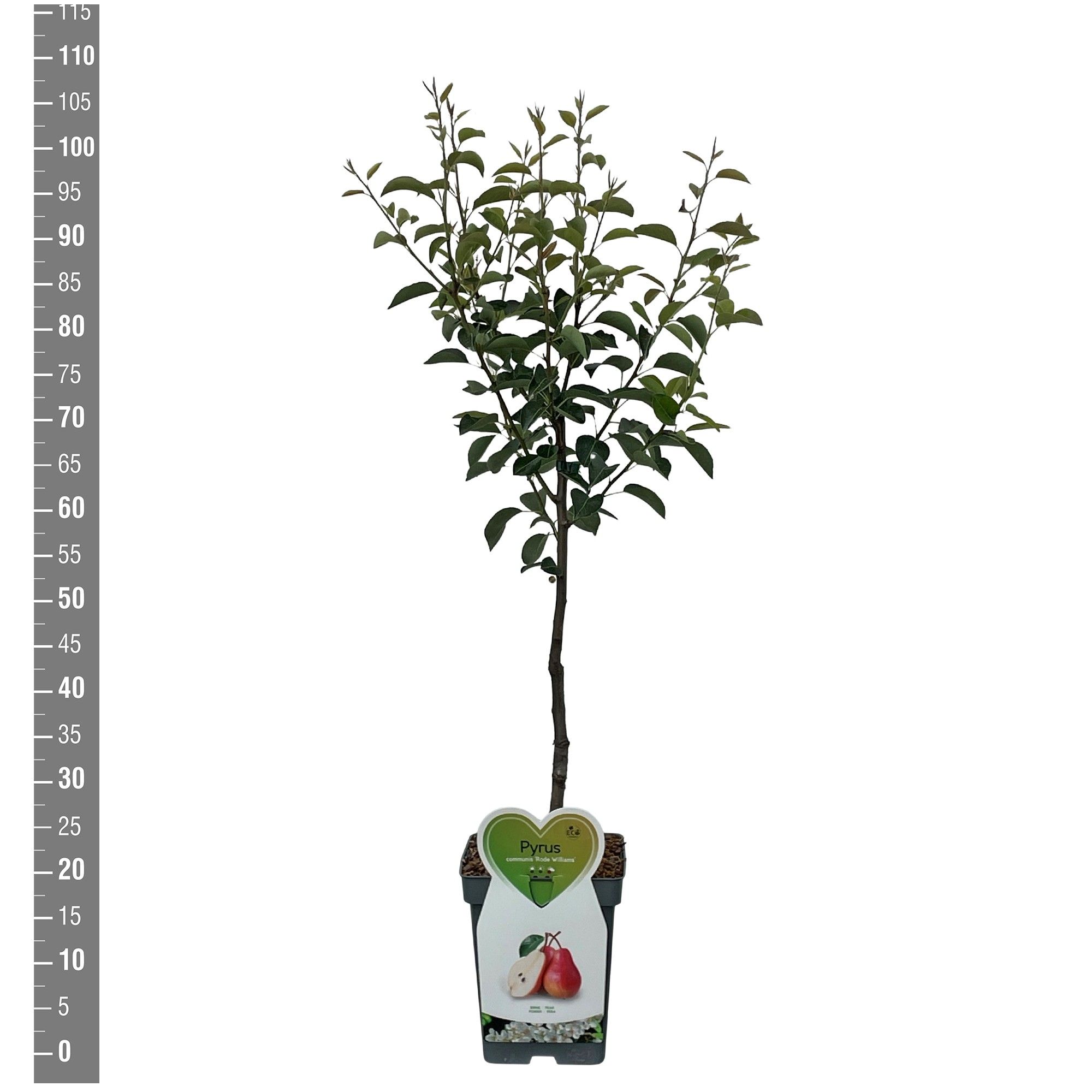 Pyrus c. Rote Williams Patioboom