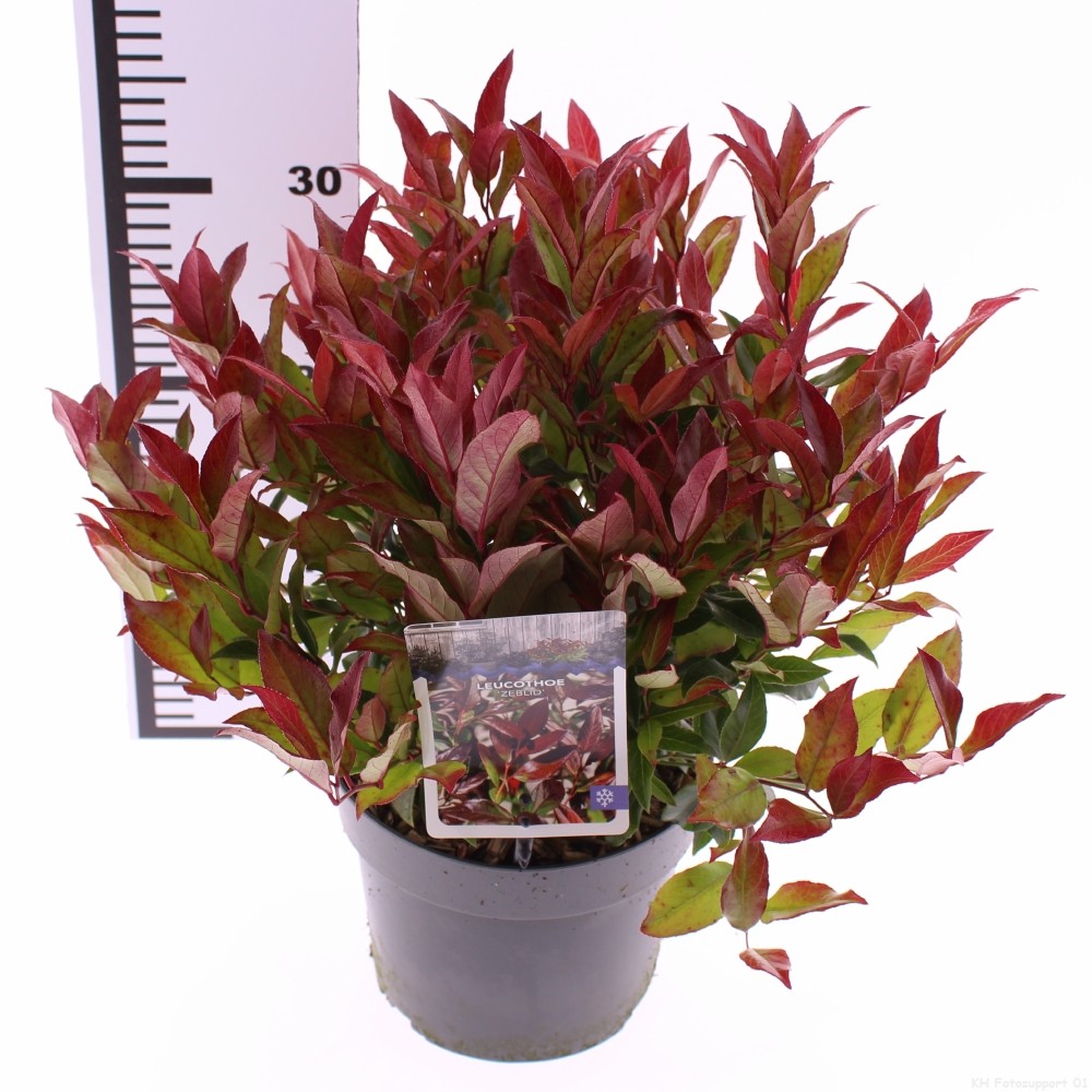 Picture of Leucothoe Zeblid P17 (2 Ltr)