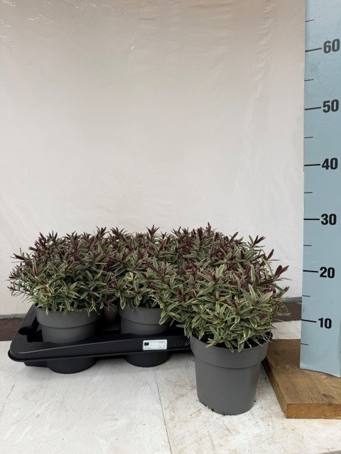 Hebe Ov 15Ø 25cm