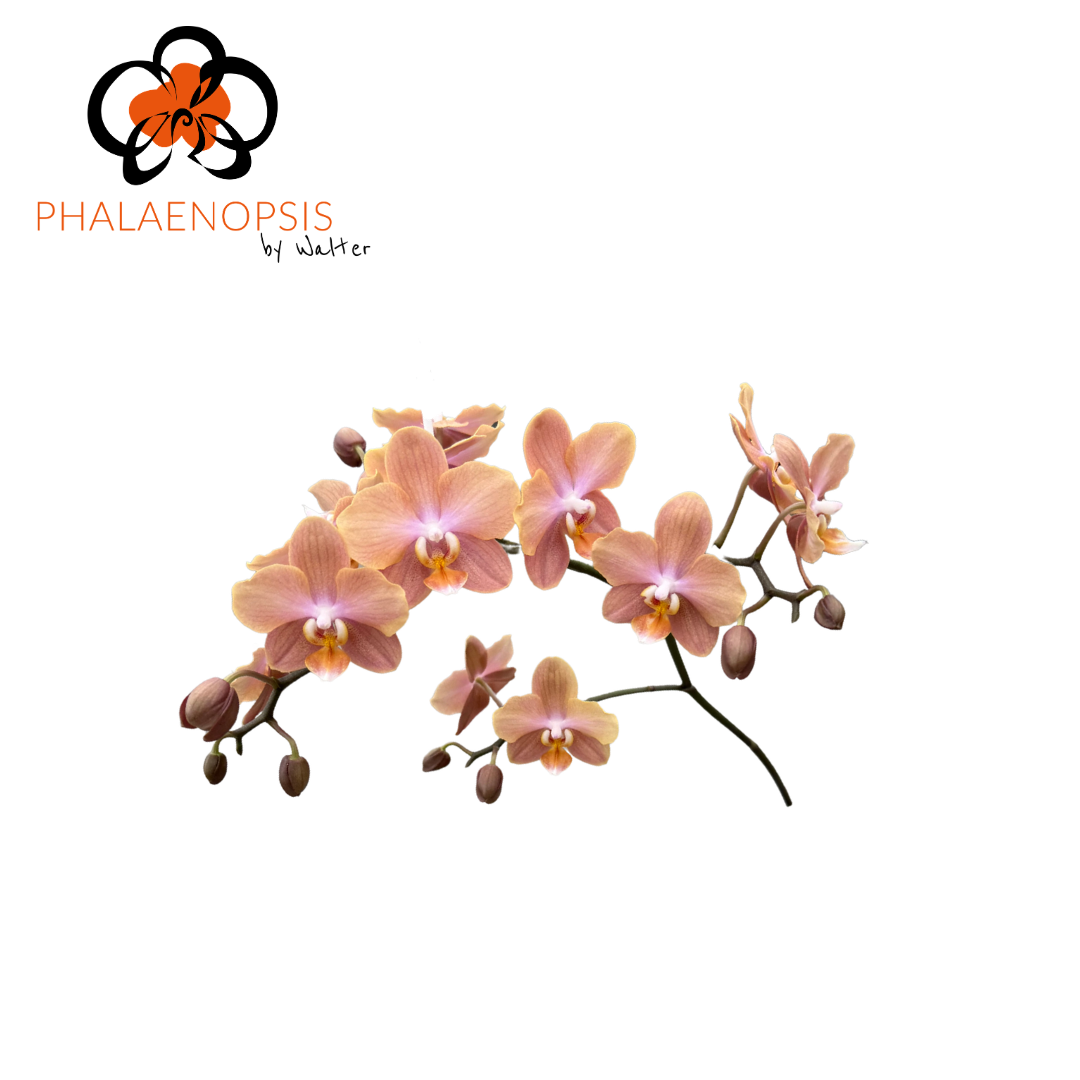 Phal Mini Peach 15-25