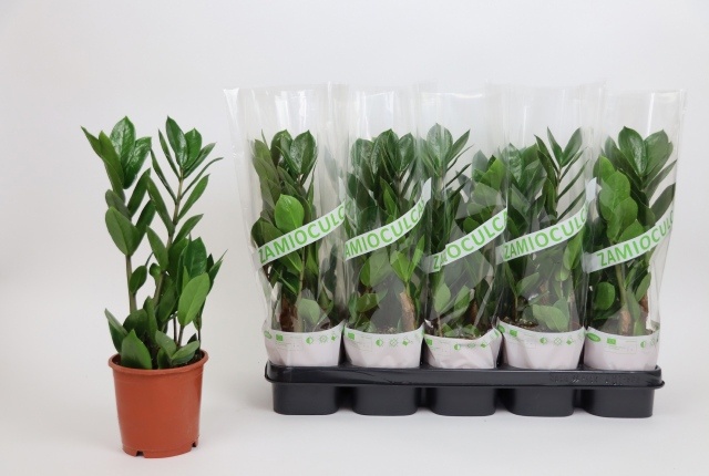 Zamio Zamiifolia 12P 40H 2TAK
