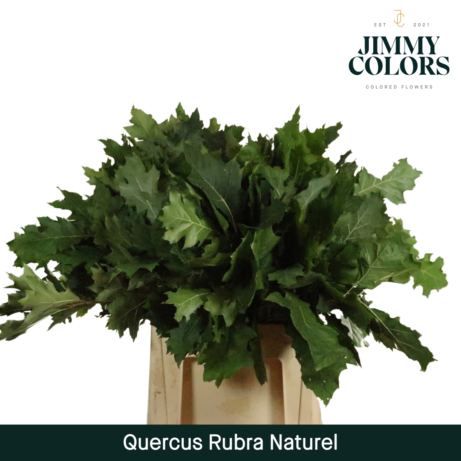 Querc Rubra