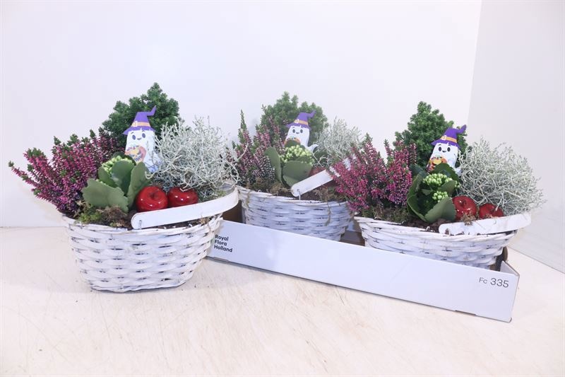 Arr Tuinplanten 24P 28cm