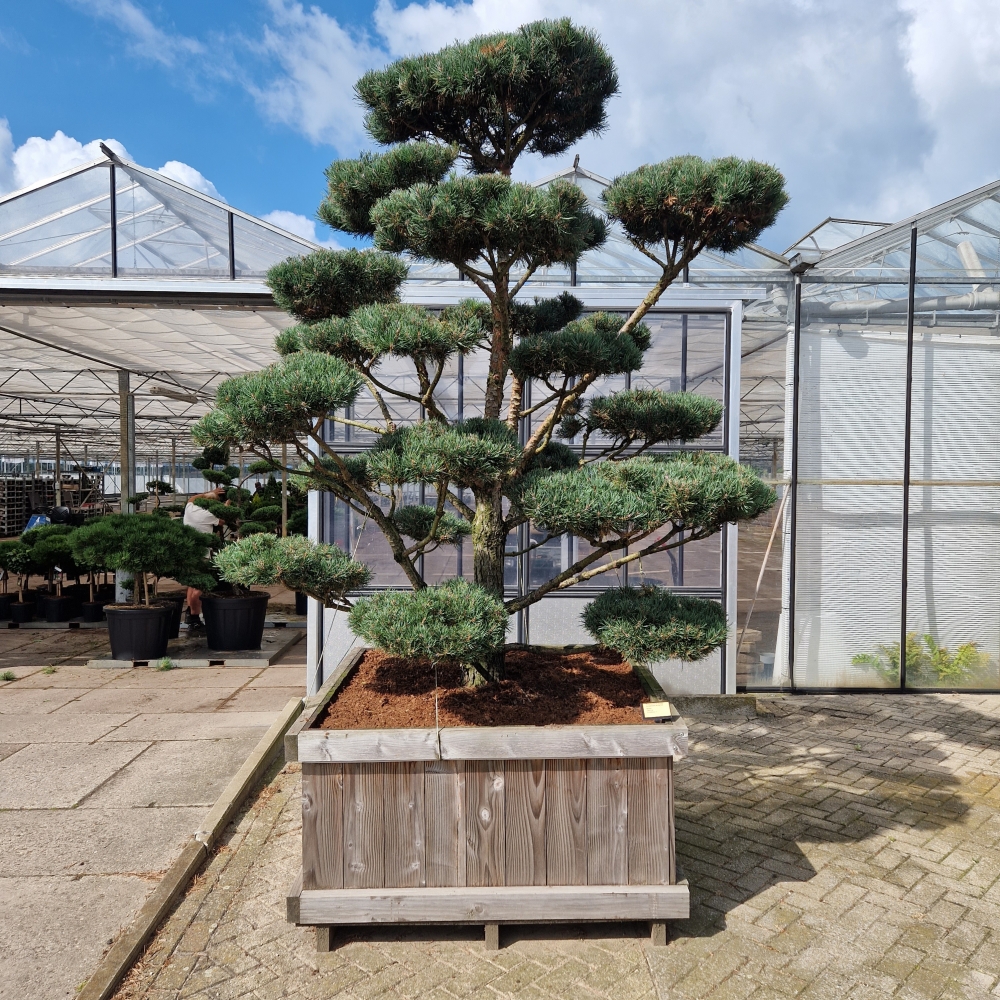 Picture of Pinus sylvestris Norsky 120-X-120 BONSAI-225/250 (LOOSE)