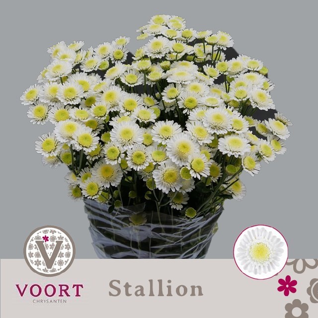Chr T Stallion