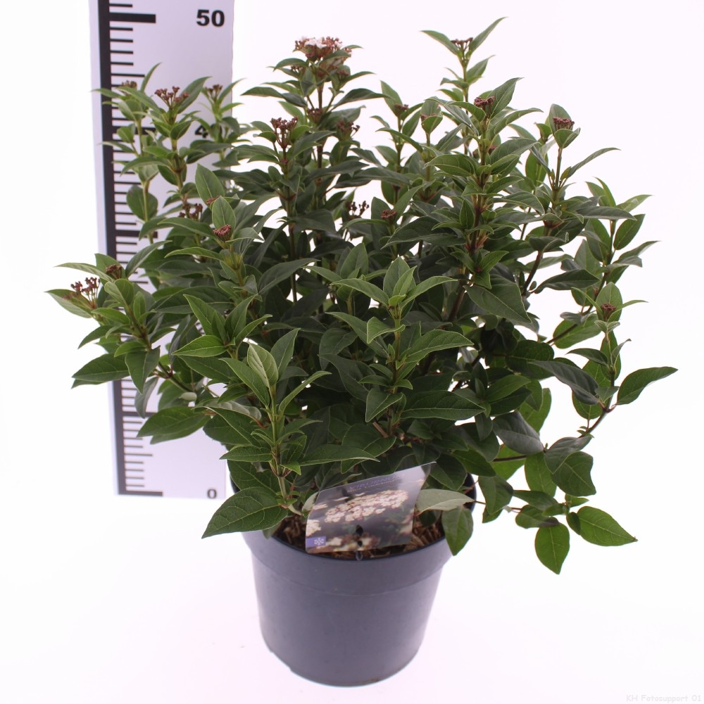 Picture of Viburnum tinus 'Ladybird'