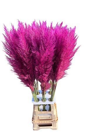 Ov Colrbehandeld 120cm