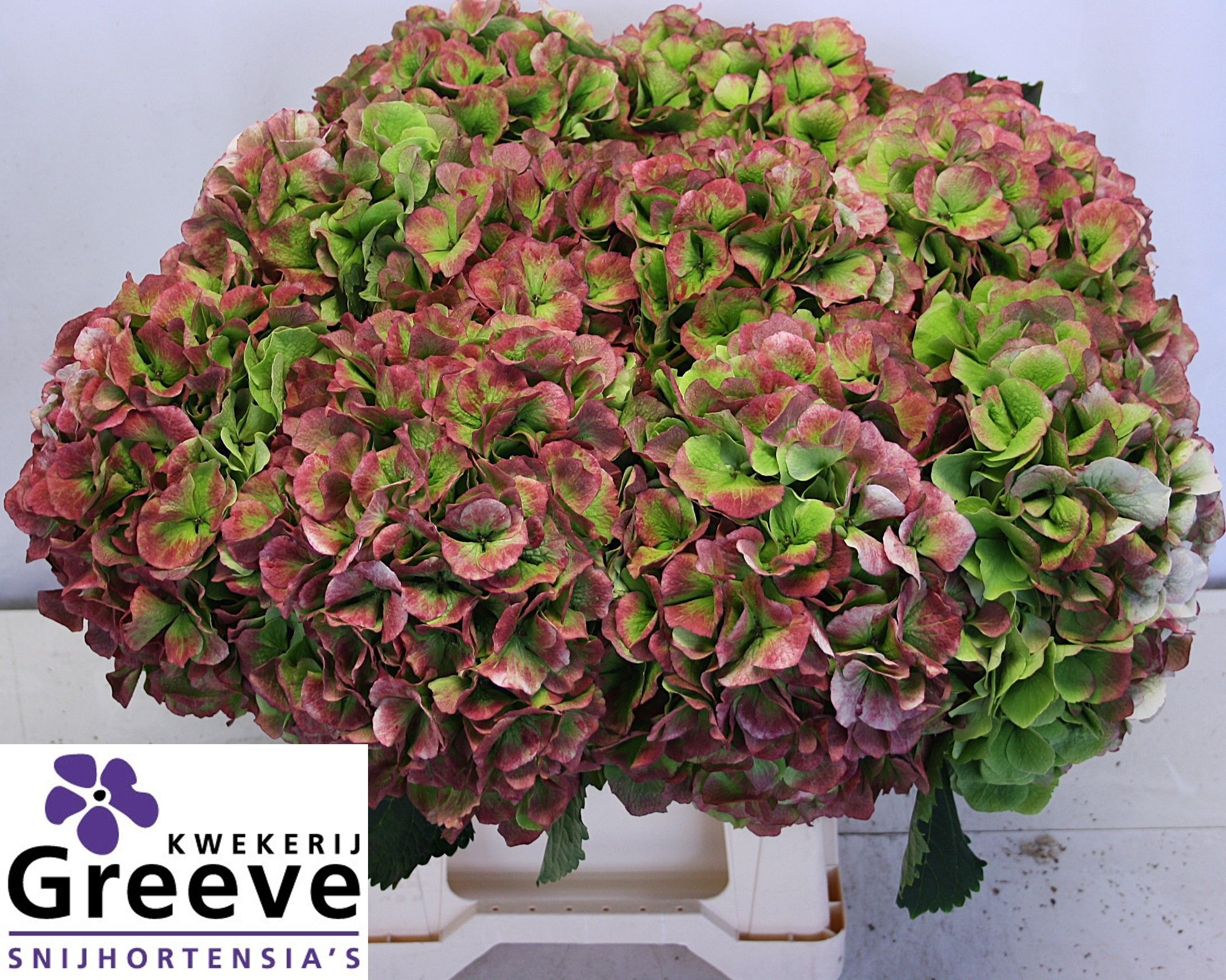 Hydrangea Verena Classic Pink 50cm 25Ø