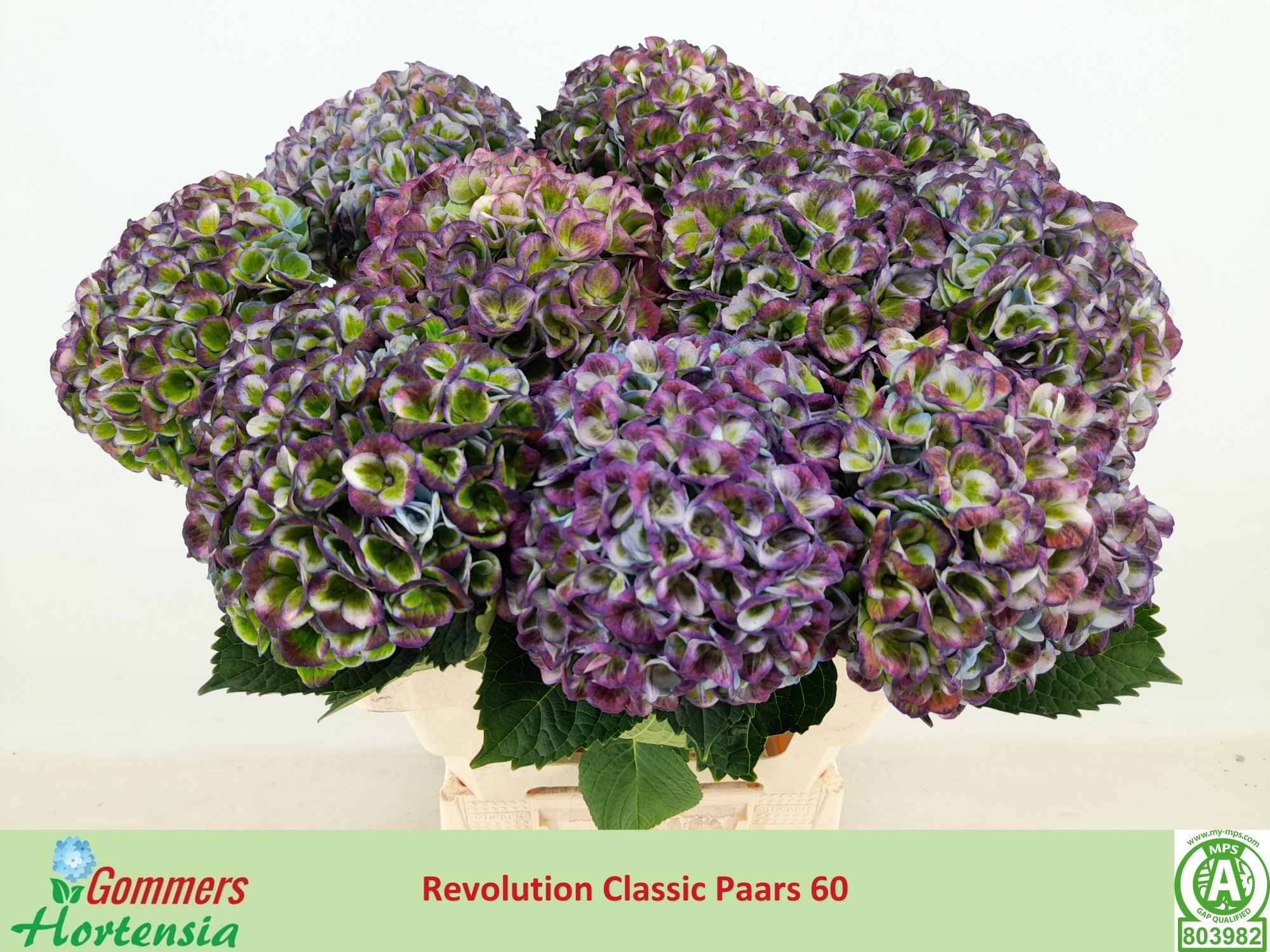 Hydrangea Revolution Classic Purple 60cm 12Ø