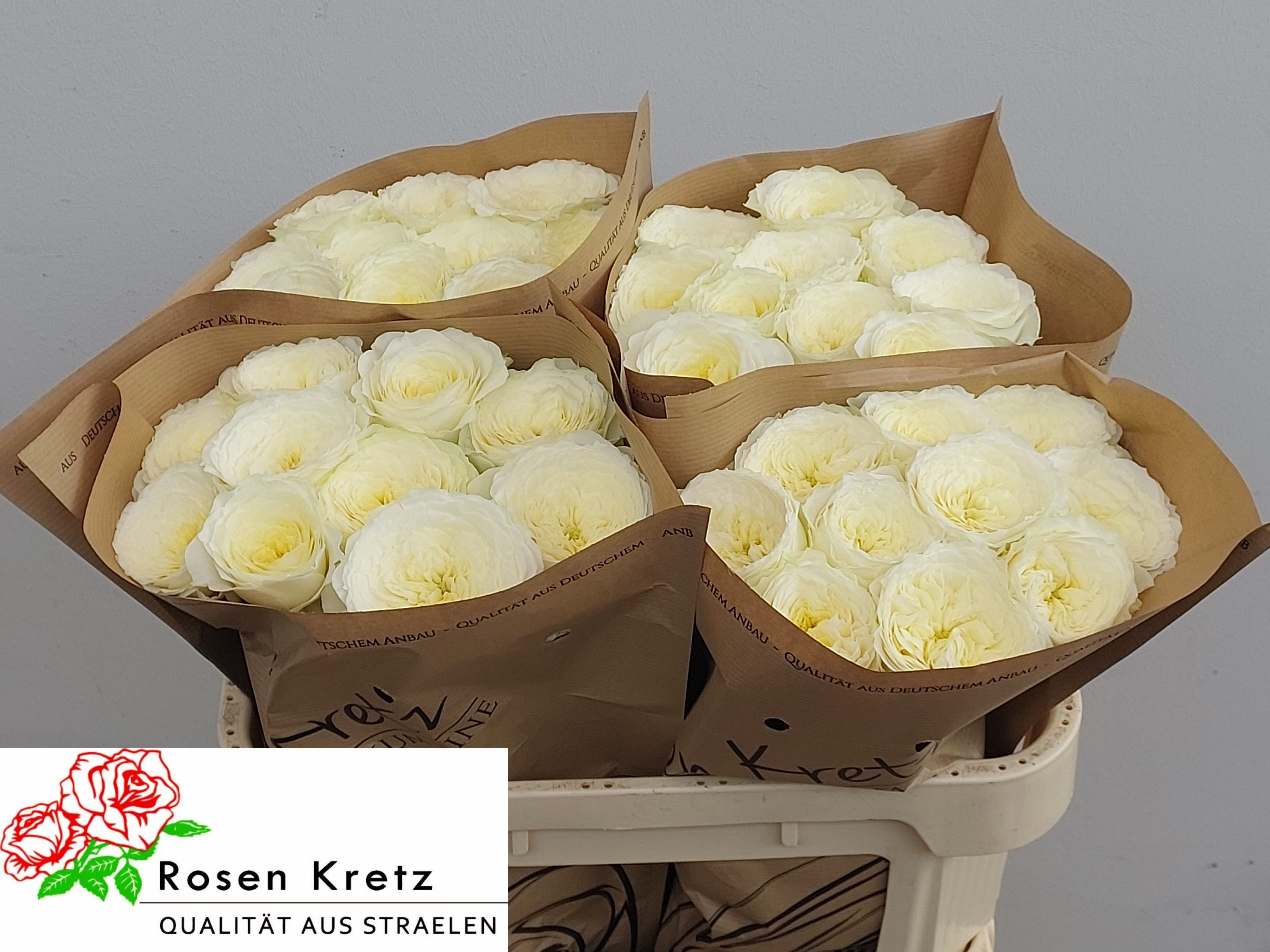 R Gr Lotti+ 70cm