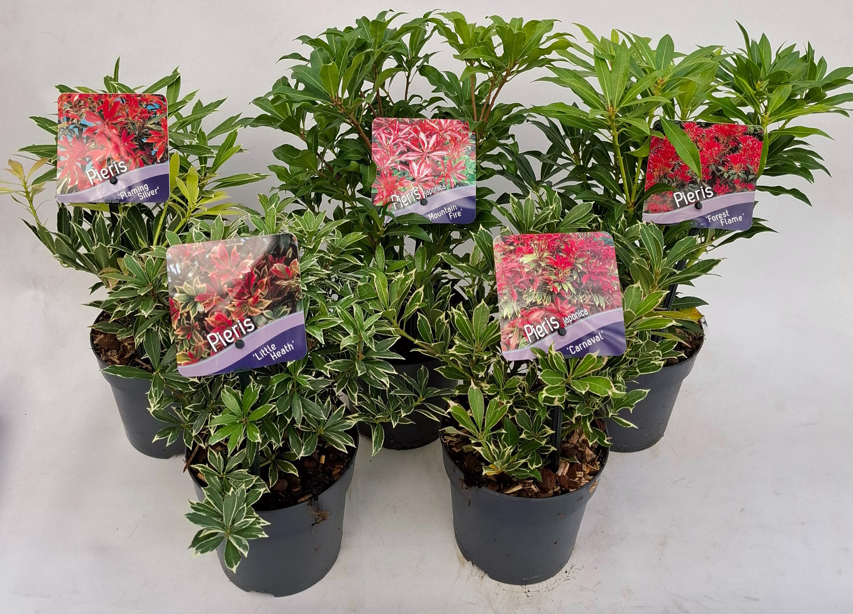 Picture of Pieris jap. Mix