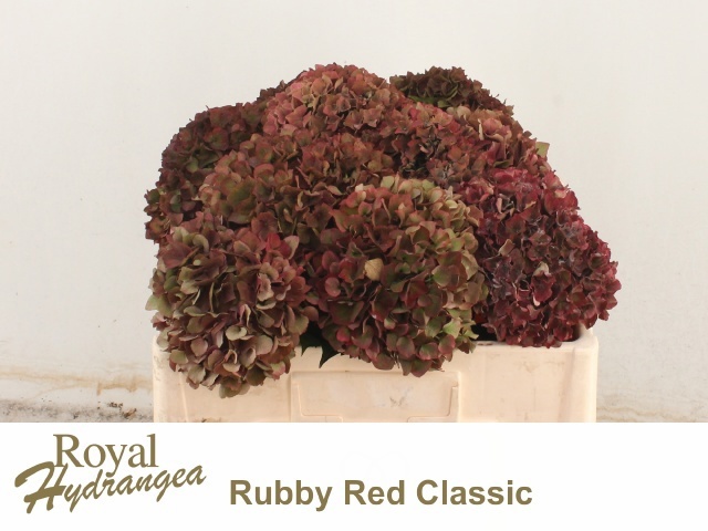 Hydrangea Ruby Red Classic 50cm 14Ø