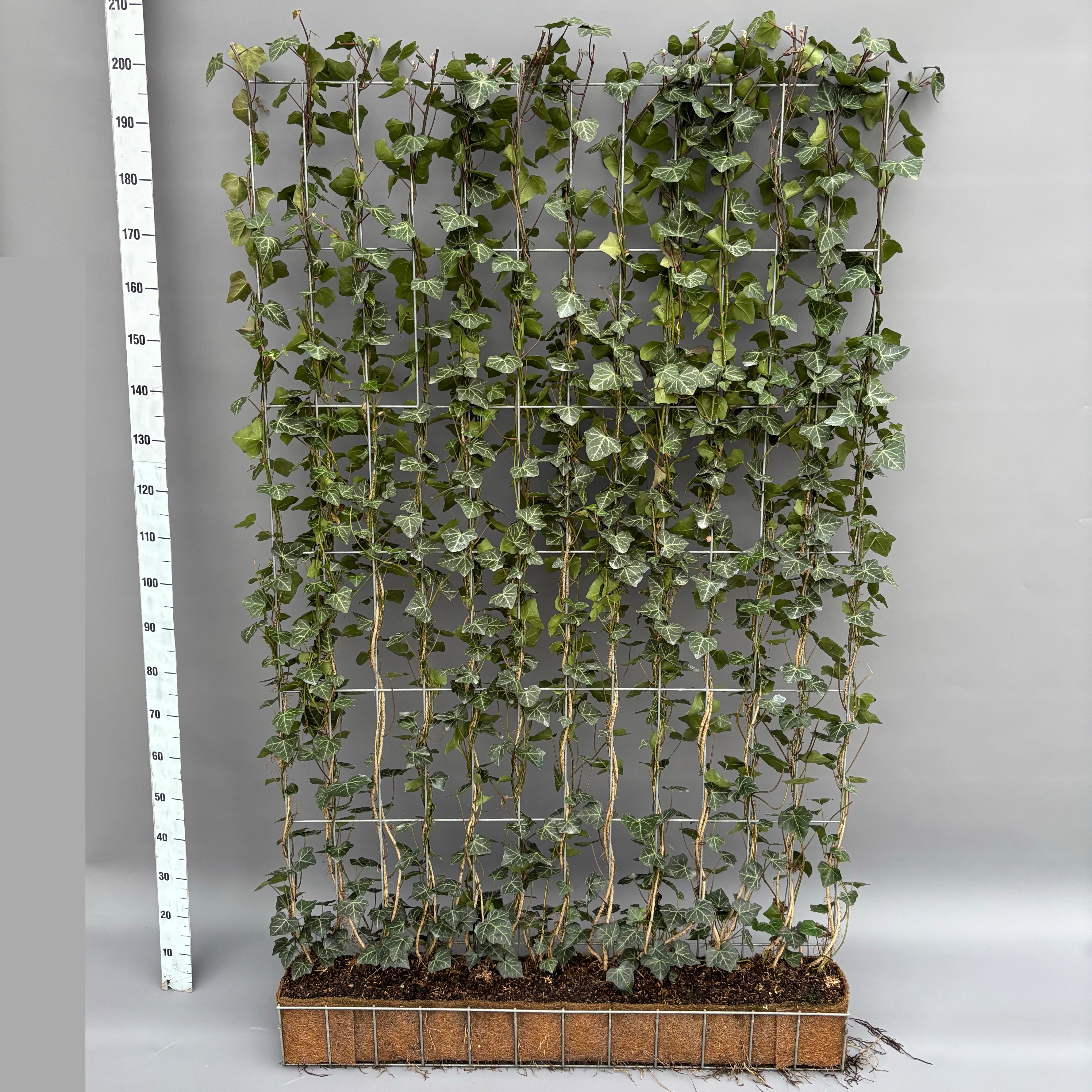 Picture of Hedera helix Woerner Vertical rack 120x200cm 200CM (LOOSE)