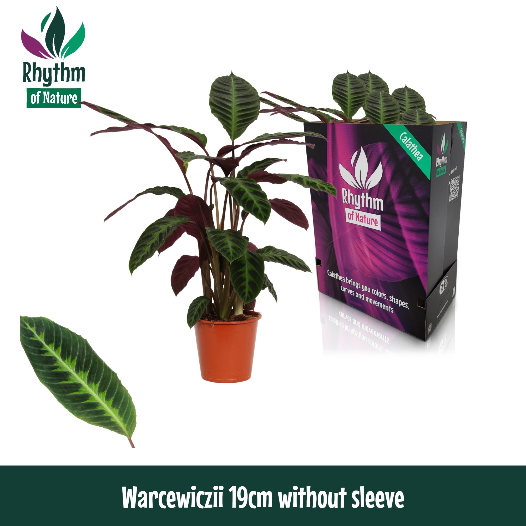 zimmerpflanze calathea orbifolia Calathea orbifolia 30-40 cm - Korbmarante - Zimmerpflanze