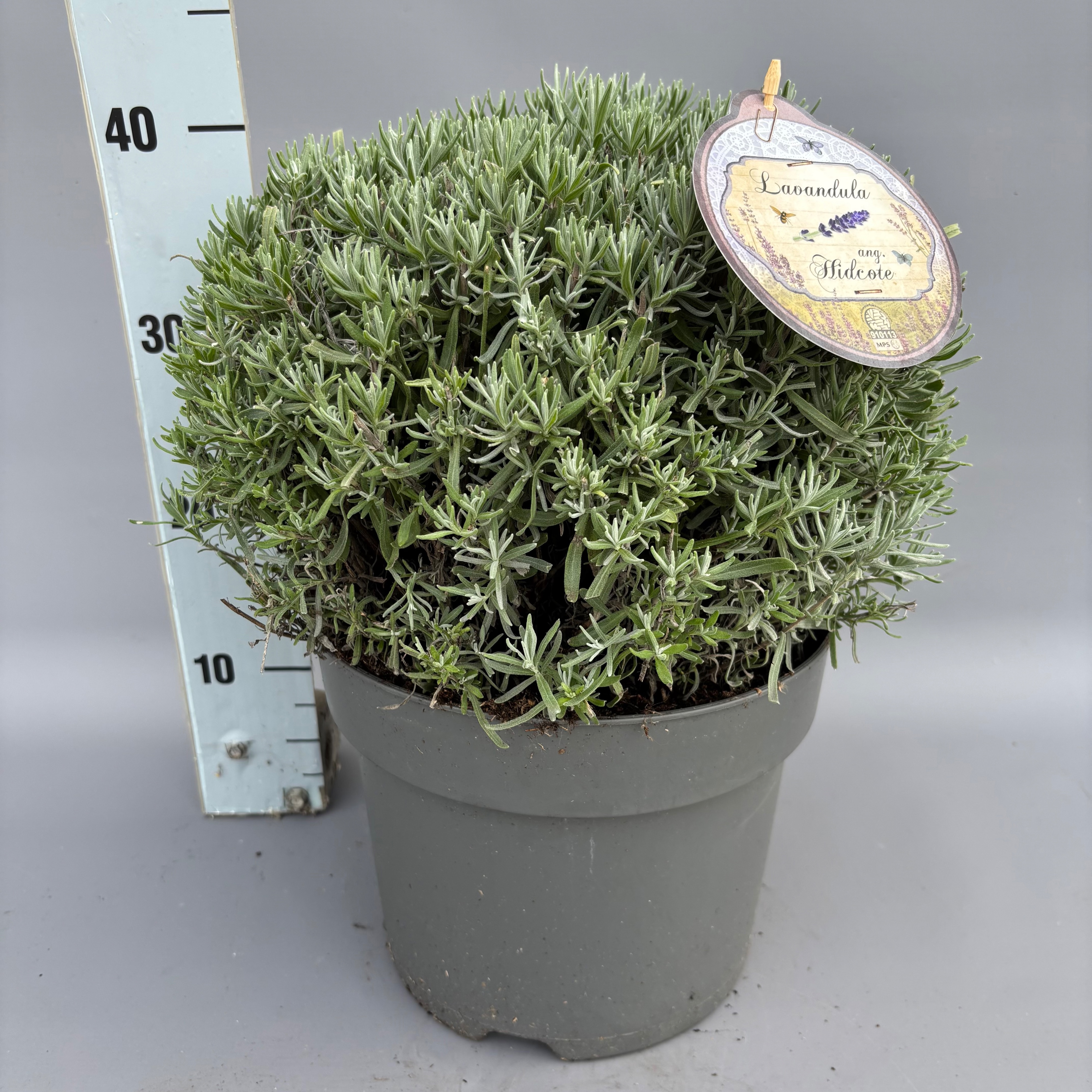 Lavandula angustifolia 'Hidcote'