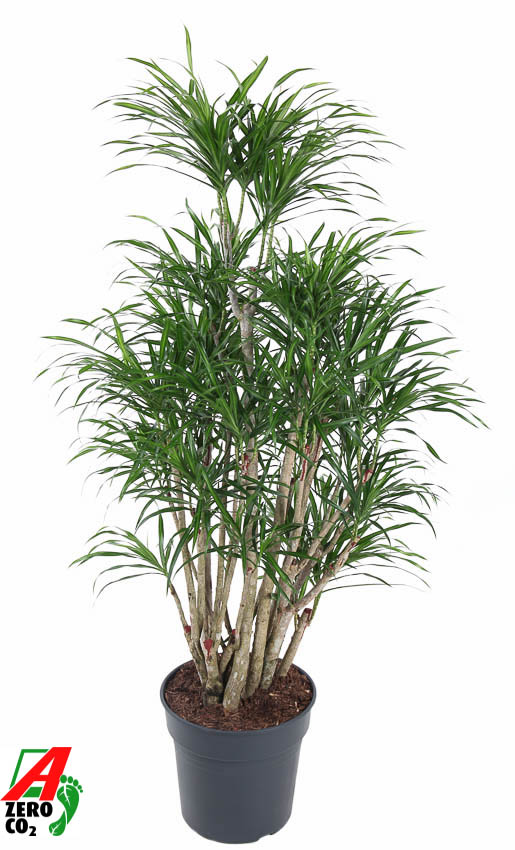 Picture of Dracaena Anita variegata branched P31 140CM