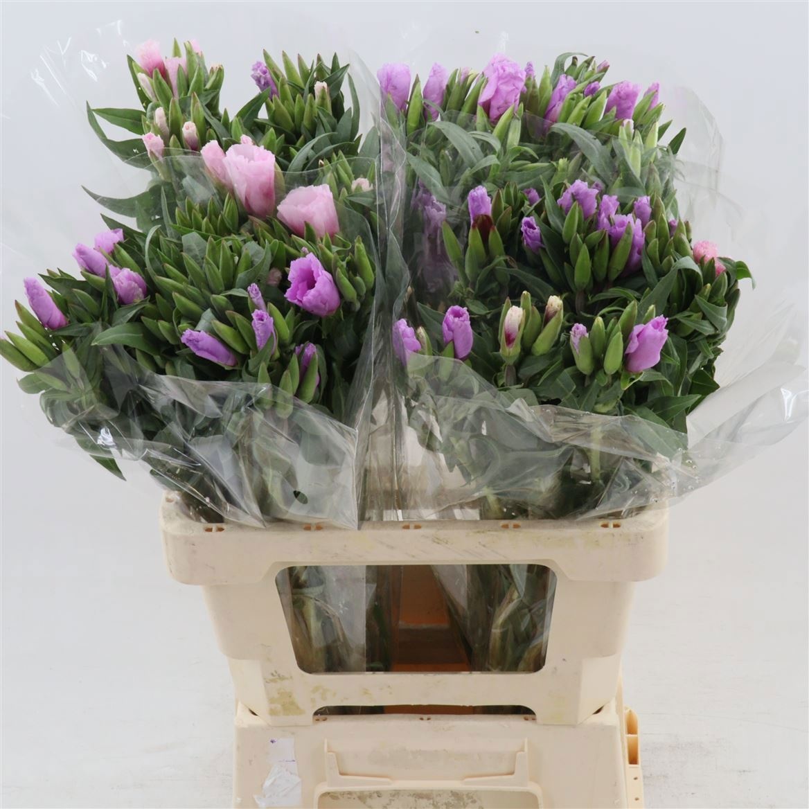 Godetia Lavendel 60cm