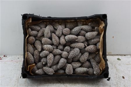 Stick Pine Cone Wax