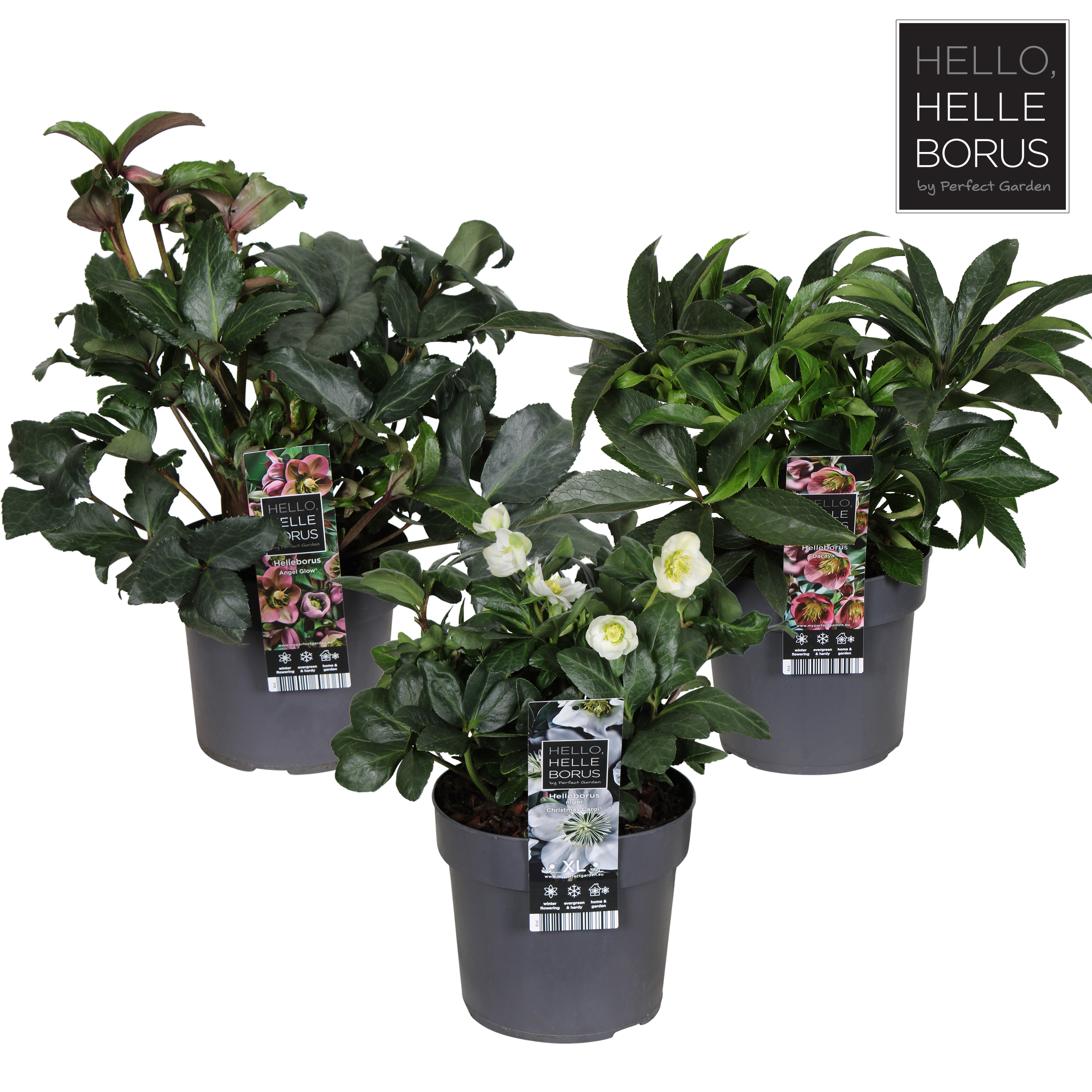 Picture of Helleborus in varieties P19 (3 Ltr)