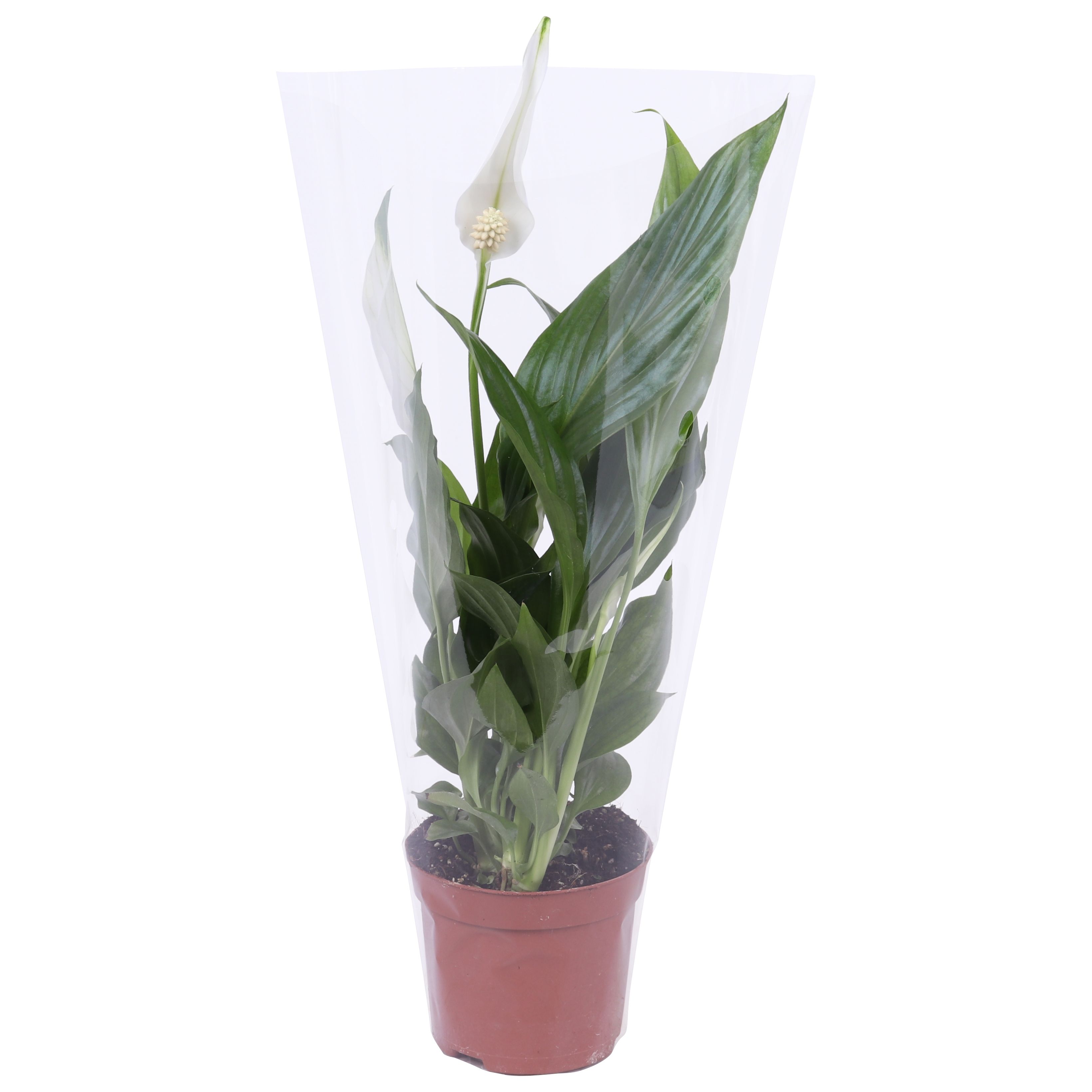 Spathiphyllum 'Cupido'