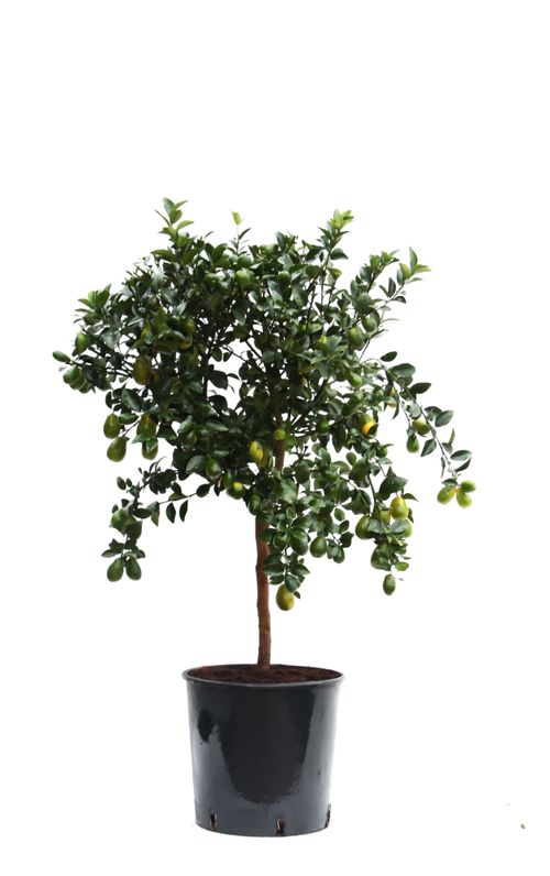 Kumquat Gigante p22 Jongerl