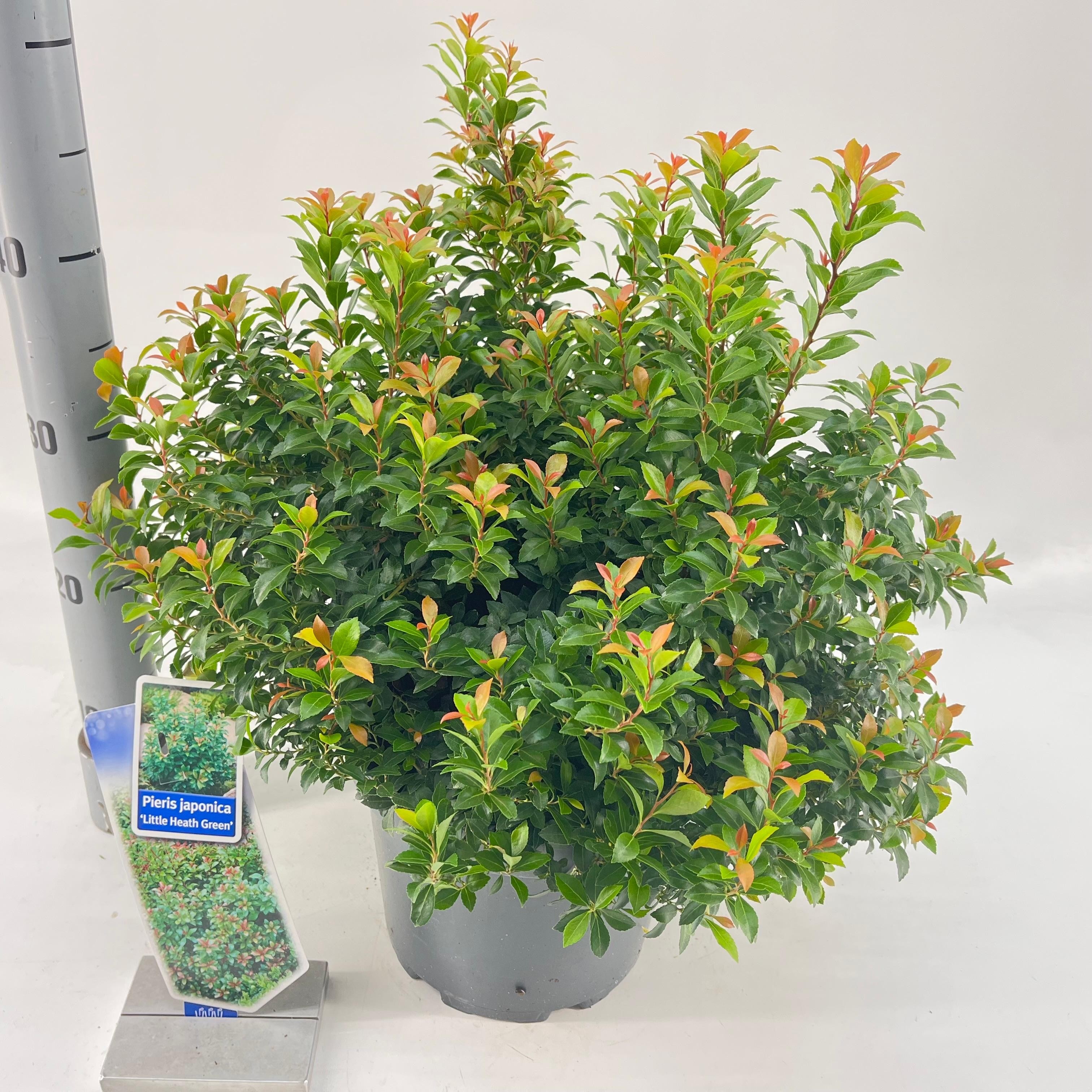Picture of Pieris jap. ‘Little Heath Green’