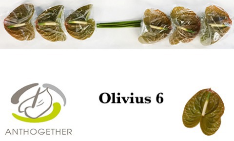 Anth A Olivius