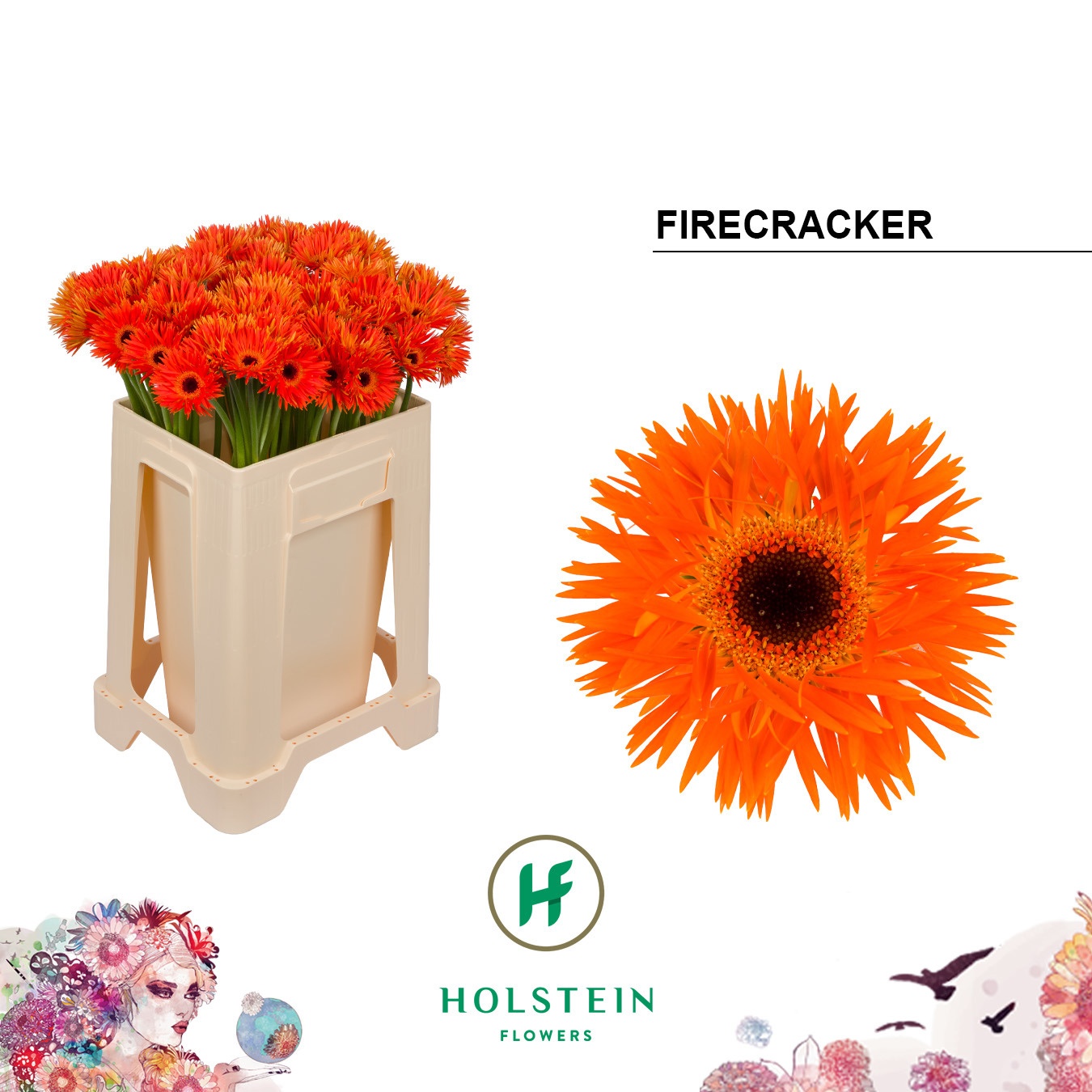 Ge Mi Firecracker