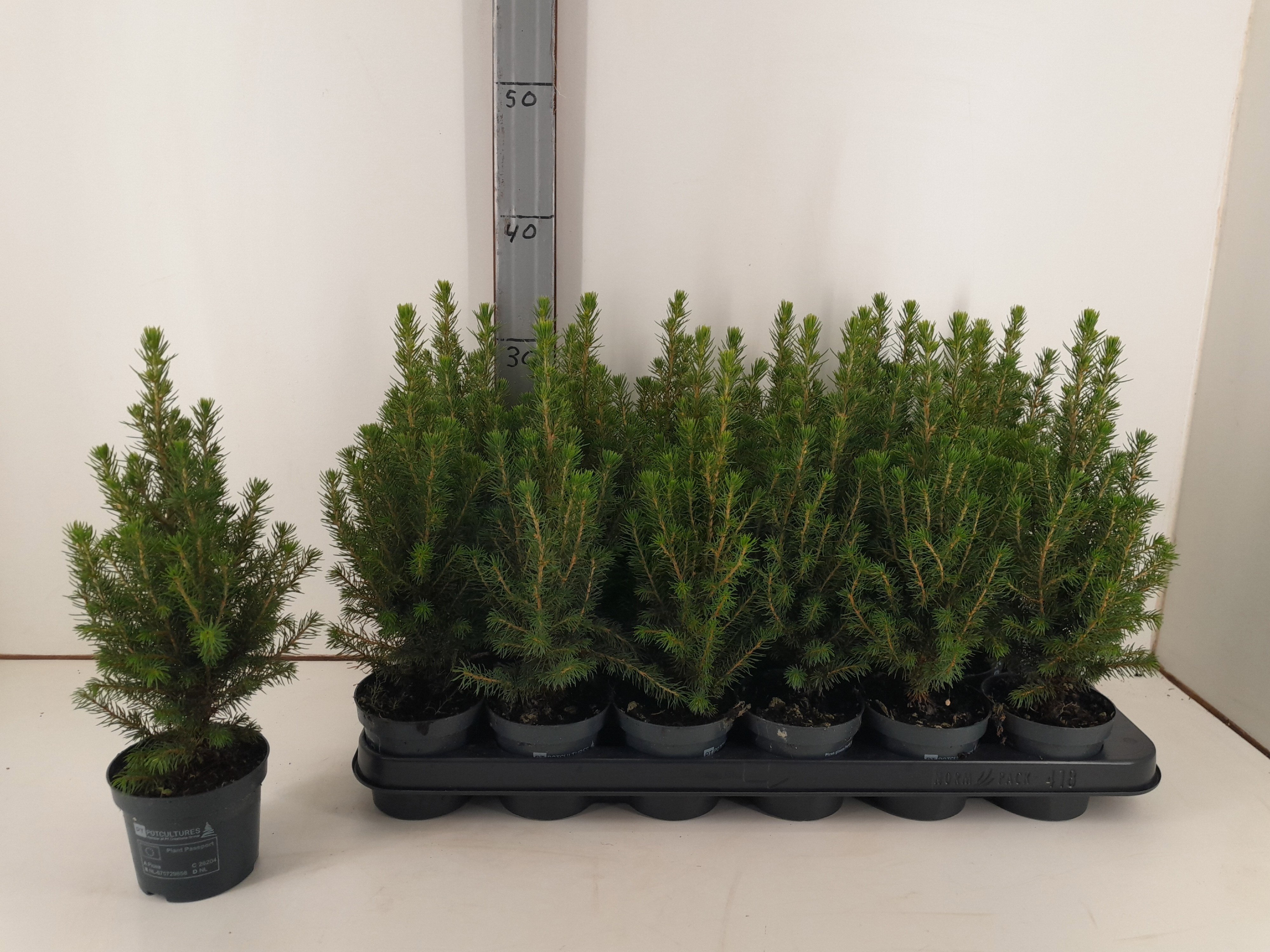 Picea Gl Perfecta 9Ø 37cm