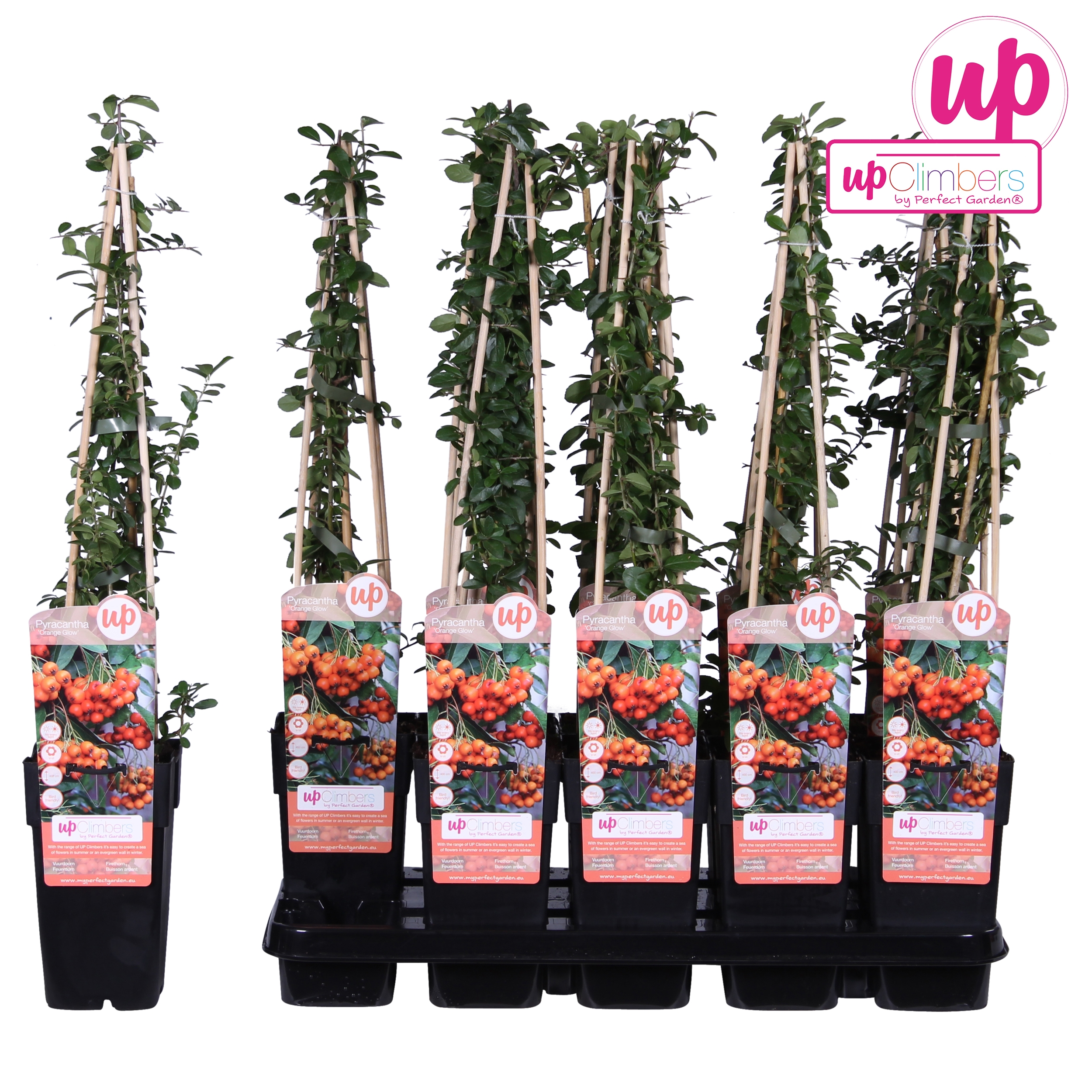 Picture of Pyracantha Orange Glow P15