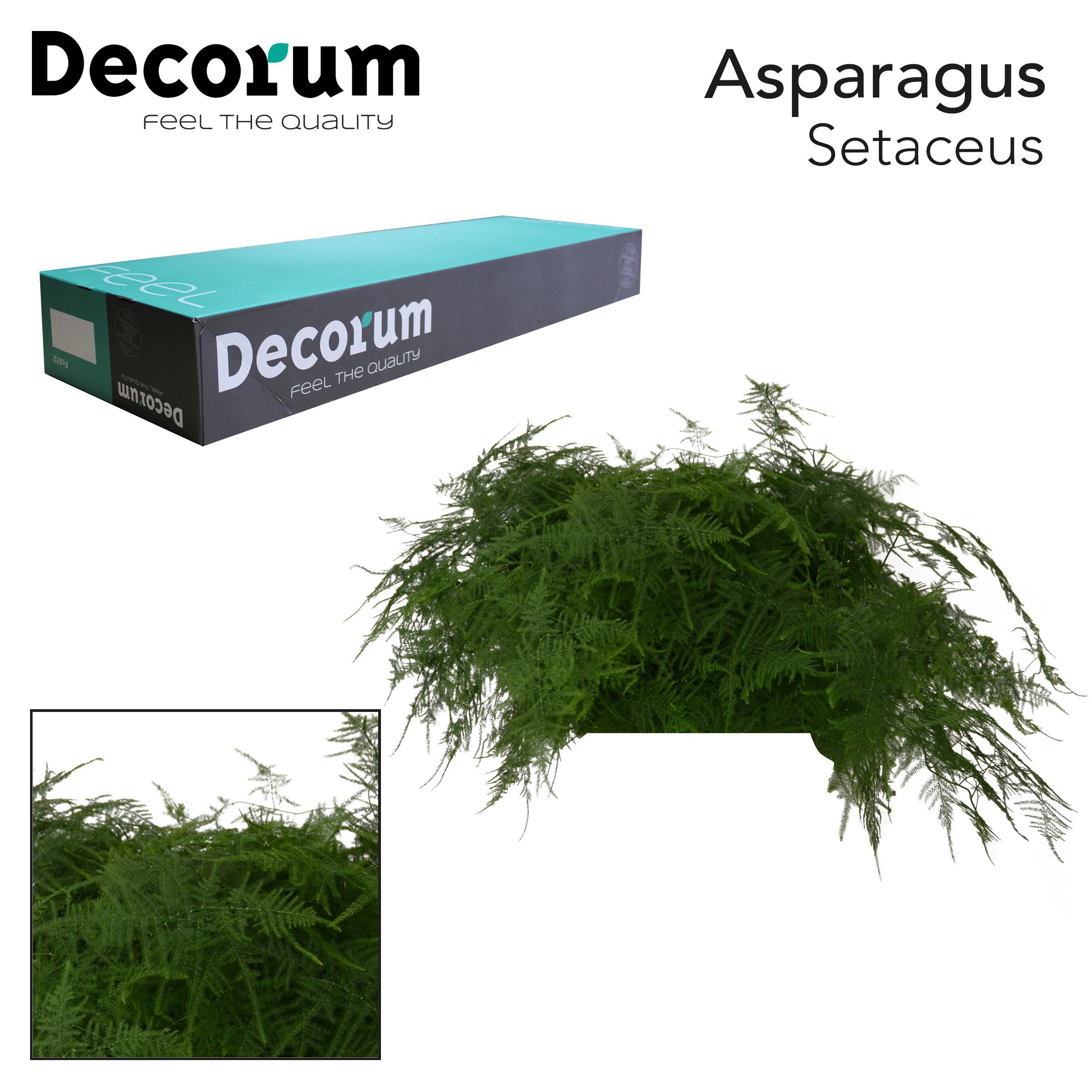 Asparagus Setaceus