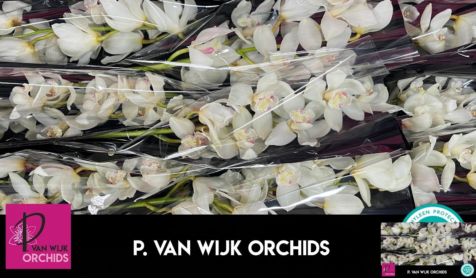 Cymbidium Winterbird Early 8/11bl